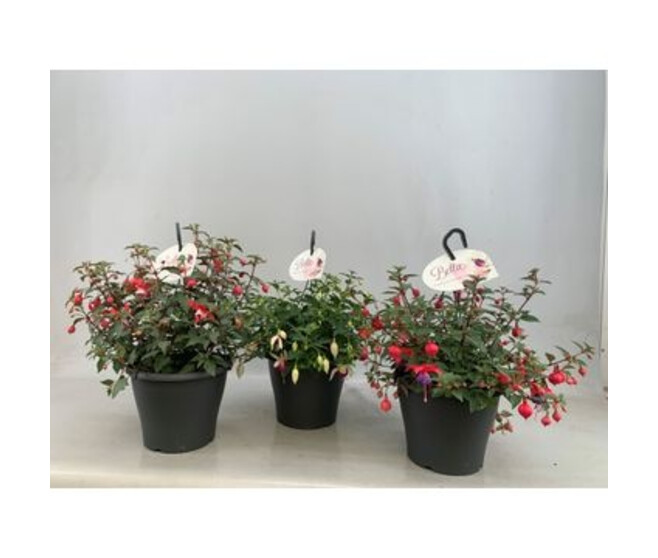 FUCHSIA SUSP