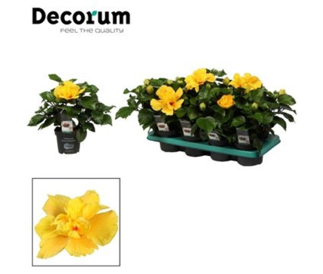 HIBISCUS KONIGER JAUNE