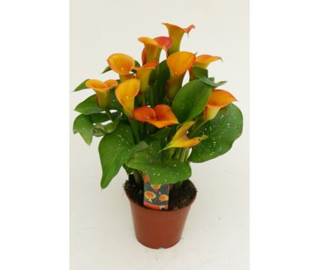 ARUM ORANGE