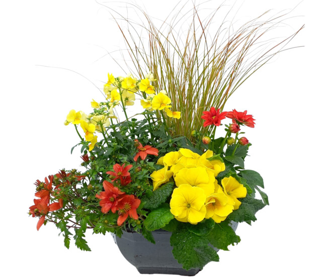 PLANTES MASSIF MELANGE