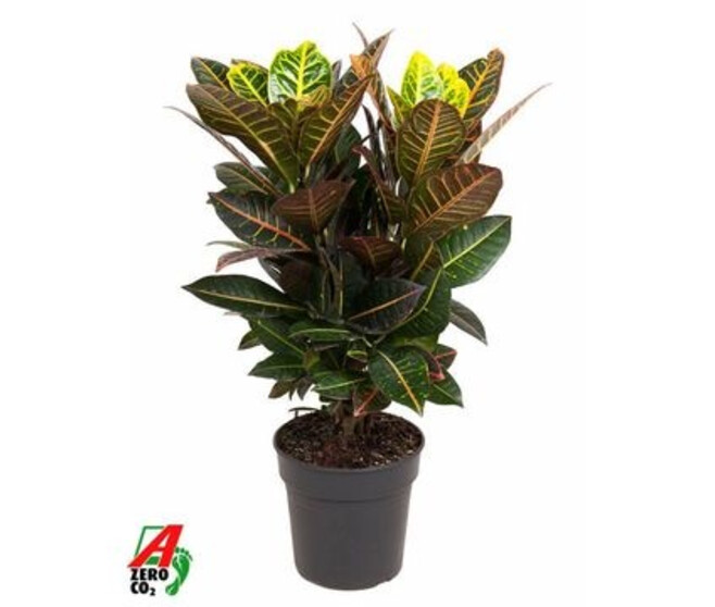 CROTON PETRA RAMIFIE
