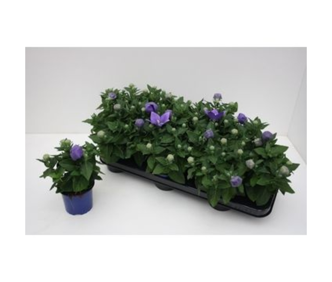 PLATYCODON GRANDIFLORUM BLEU
