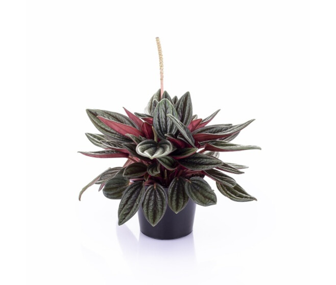 PEPEROMIA CAPERATA