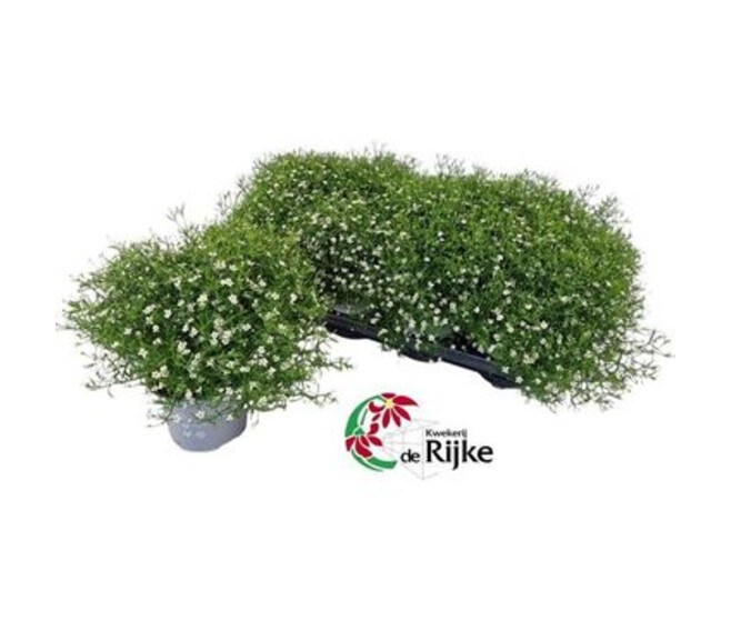 GYPSOPHILA BLANC