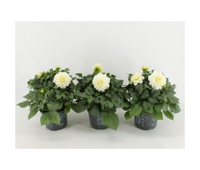 DAHLIA VARIES