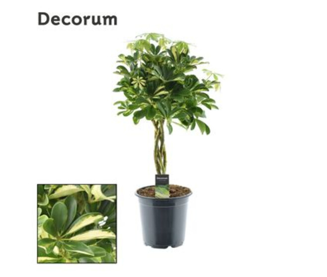 SCHEFFLERA GOLD TRESSE