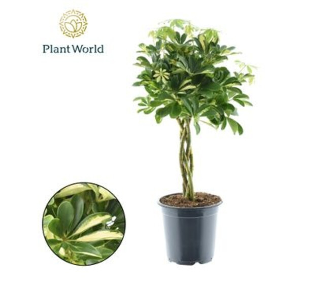 SCHEFFLERA GOLD TRESSE
