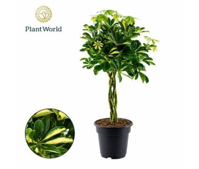 SCHEFFLERA GOLD TRESSE