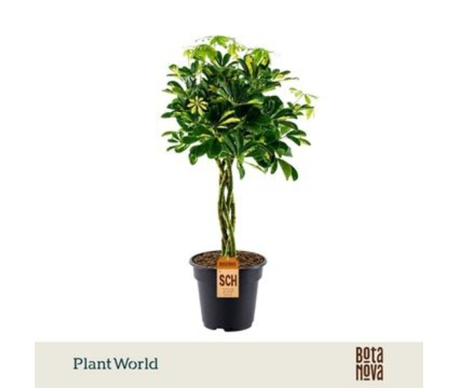SCHEFFLERA GOLD TRESSE