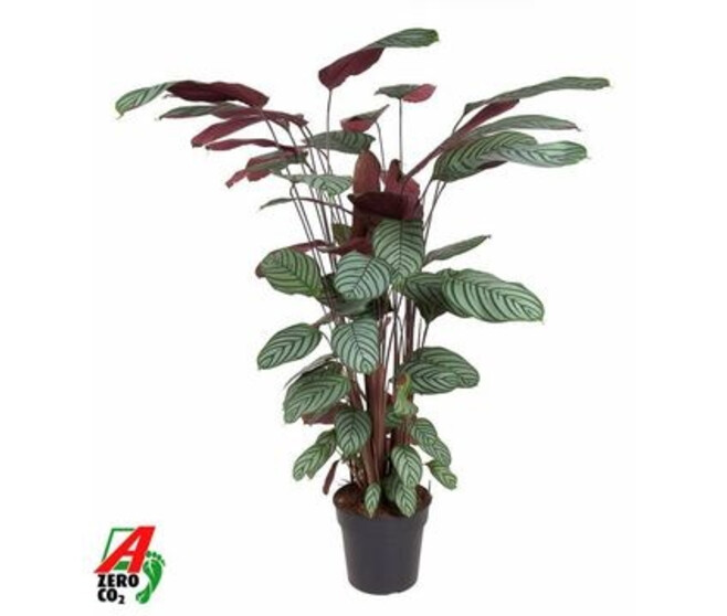 CALATHEA OPPENHEIMIANA