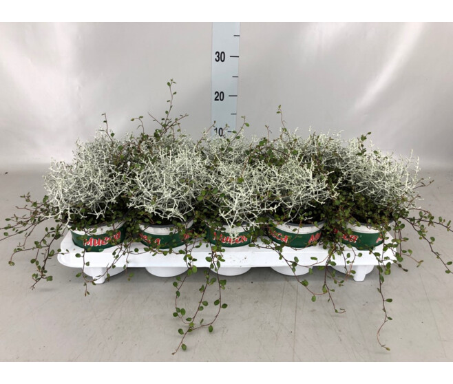 CALOCEPHALUS X1 MUEHLENBECKIA X1
