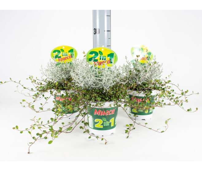 CALOCEPHALUS X1 MUEHLENBECKIA X1