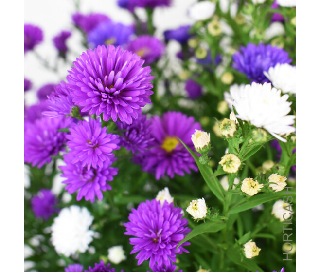 ASTER 3COULEURS P COLORE