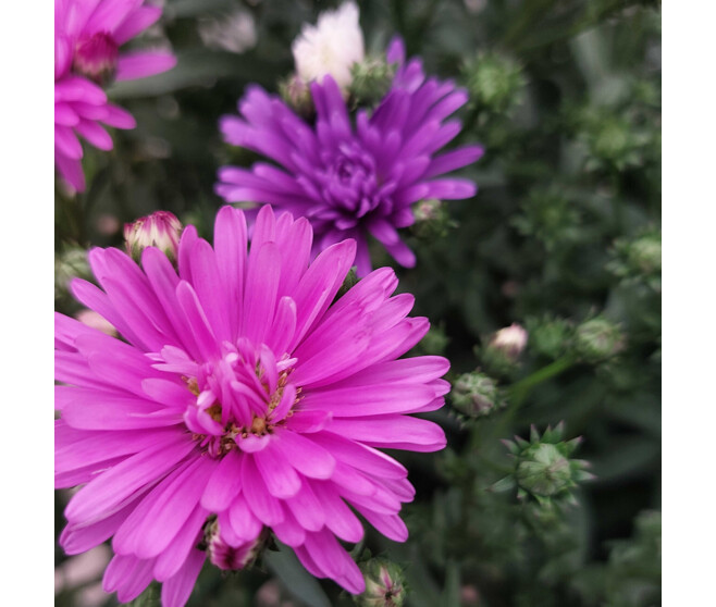 ASTER 3COULEURS P COLORE