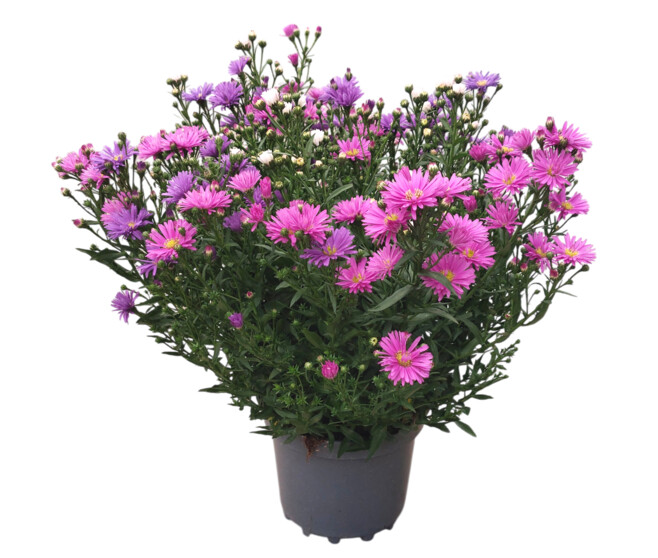 ASTER 3COULEURS P COLORE