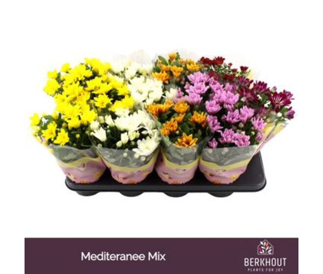 DENDRANTHEMA 3PP VARIES