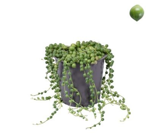 SENECIO ROWLEYANUS