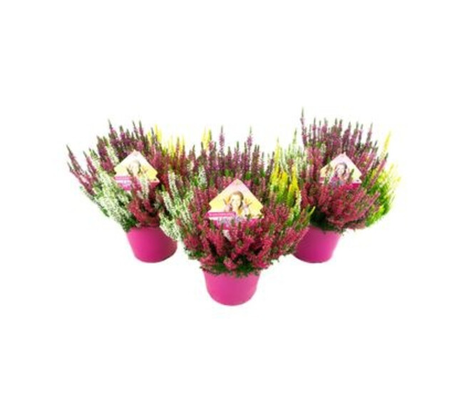 ERICA CALLUNA 5COULEURS