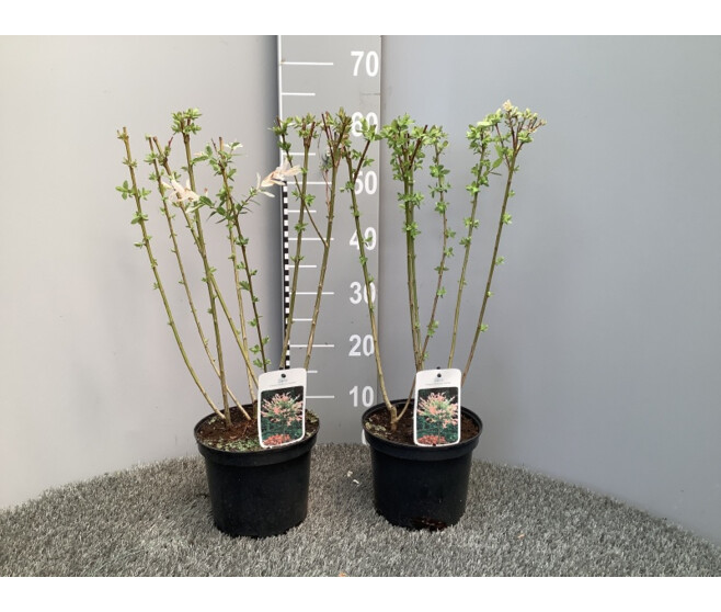 SALIX HAKURO NISHIKI