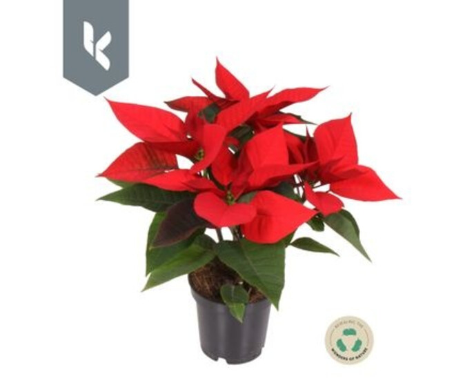 POINSETTIA 3BR ROUGE