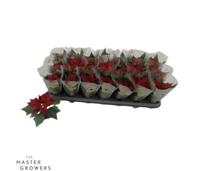 POINSETTIA MINI ROUGE