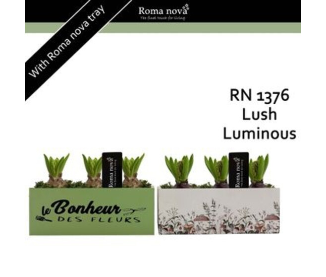 JACINTHE X3 JARD BOIS