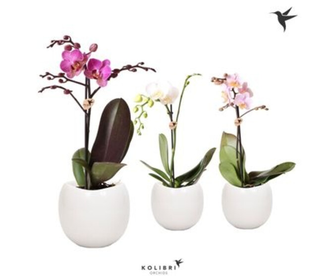 PHALAENOPSIS 1BR CERAM