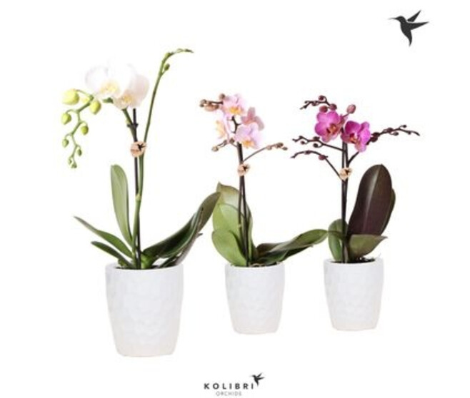 PHALAENOPSIS 1BR CERAM