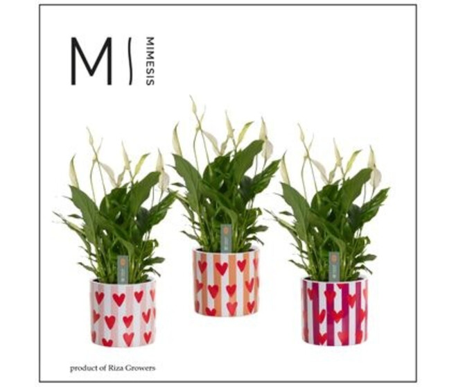 SPATHIPHYLLUM BELLINI CERAM