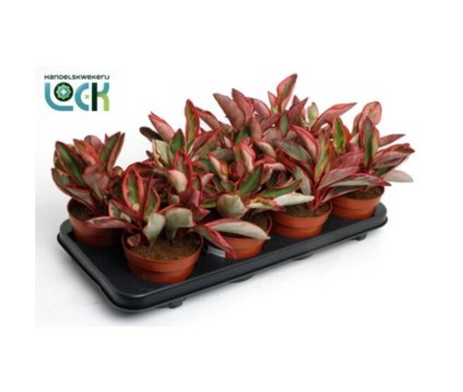 PEPEROMIA CLUSIIFOLIA JELLIE