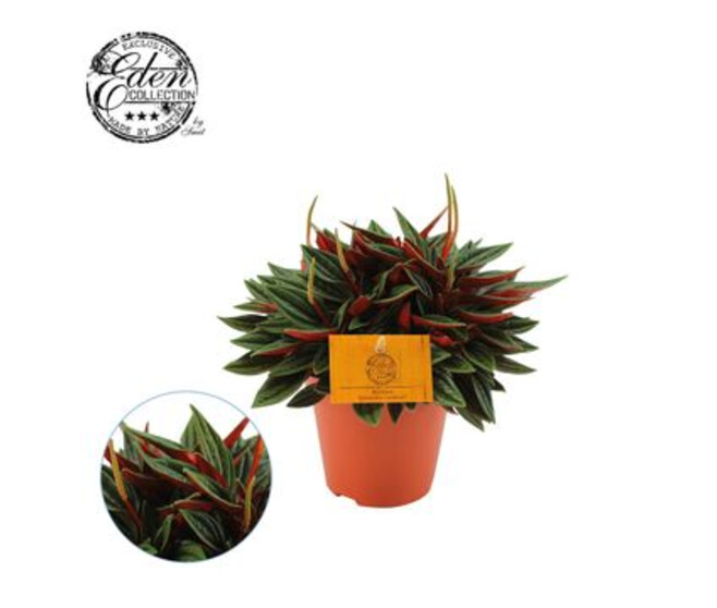 PEPEROMIA ROSSO