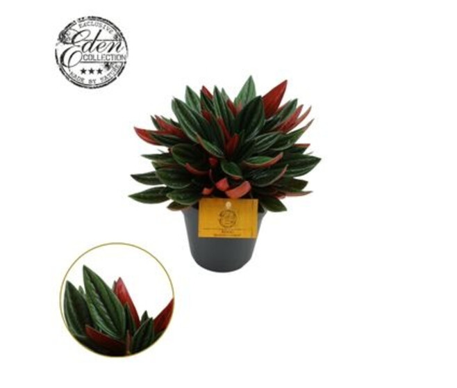 PEPEROMIA ROSSO
