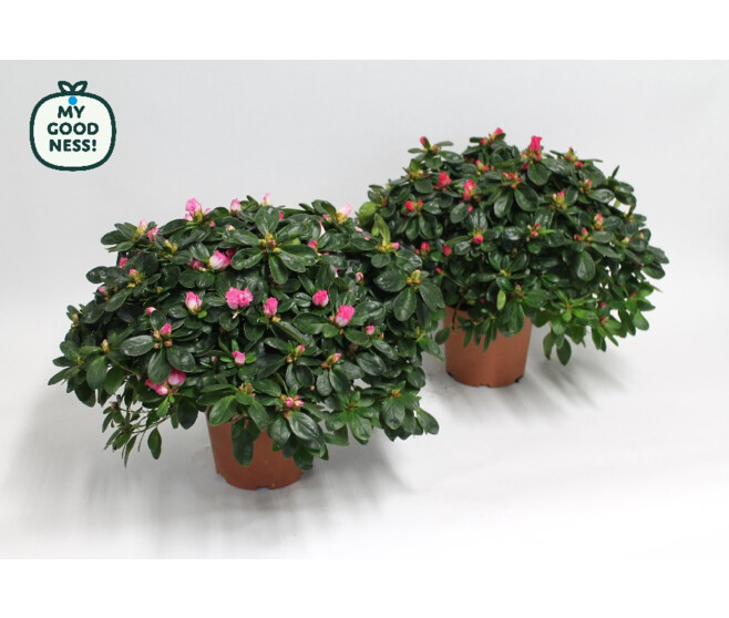 AZALEE INDICA VARIES