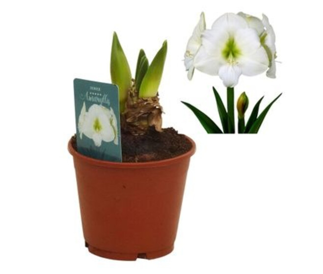 AMARYLLIS BLANC 2TIGES