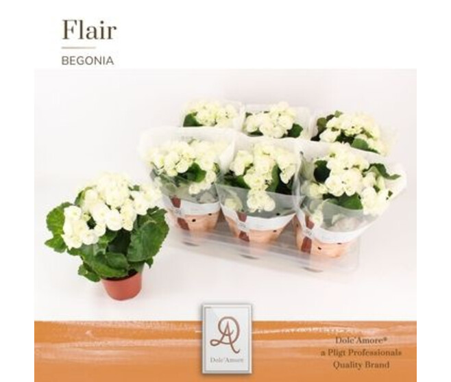 BEGONIA CLARA BLANC