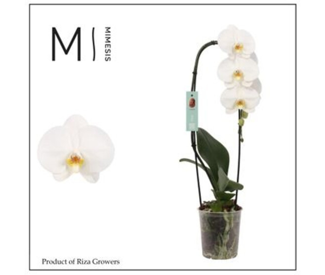 PHALAENOPSIS 1BR BLANC CASCADE