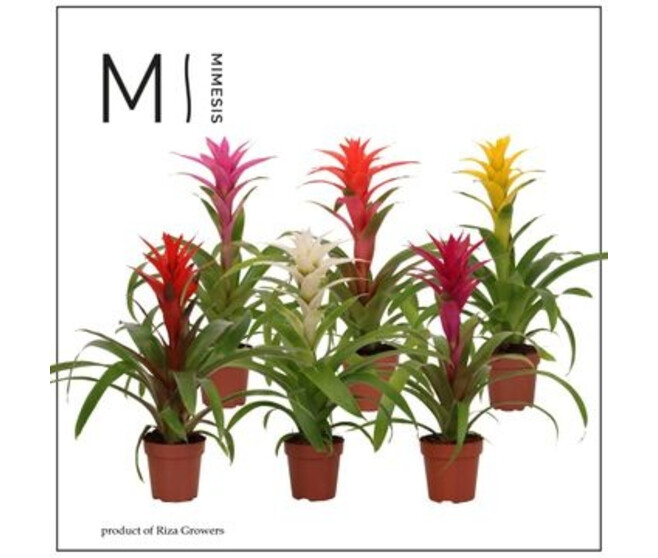 GUZMANIA VARIES