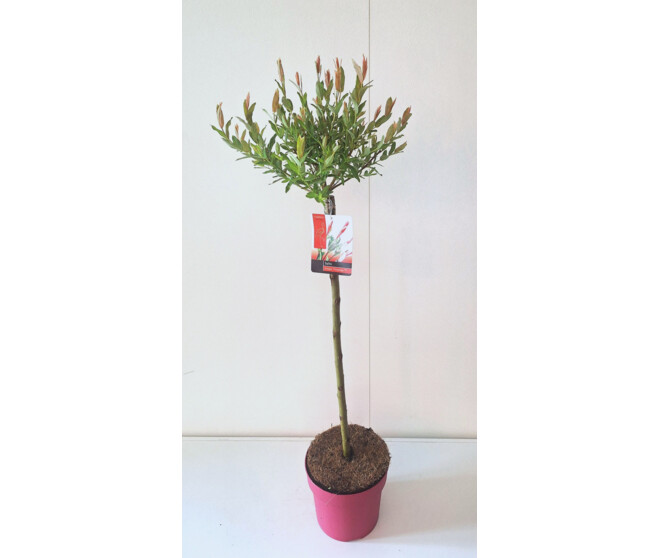 SALIX FLAMINGO TIGE