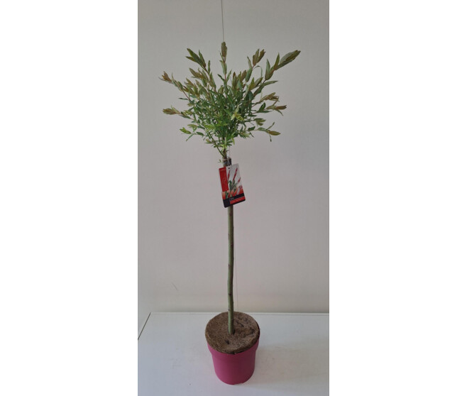 SALIX FLAMINGO TIGE