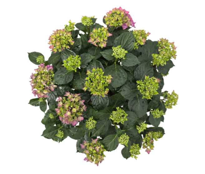 HORTENSIA 10FL+