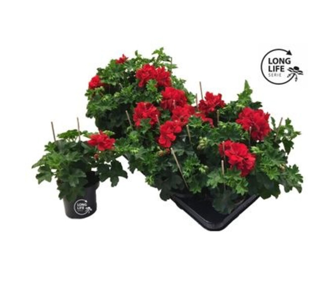 GERANIUM LIERRE DBLE ROUGE
