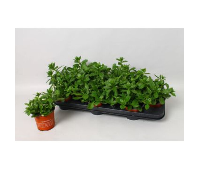 SCAEVOLA BLANC