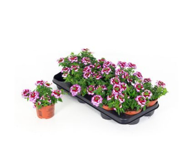 VERVEINE 2COULEURS PURPLE