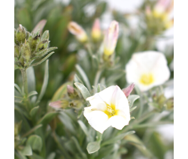 CONVOLVULUS