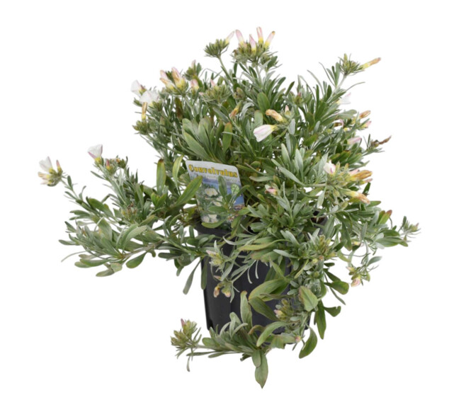 CONVOLVULUS