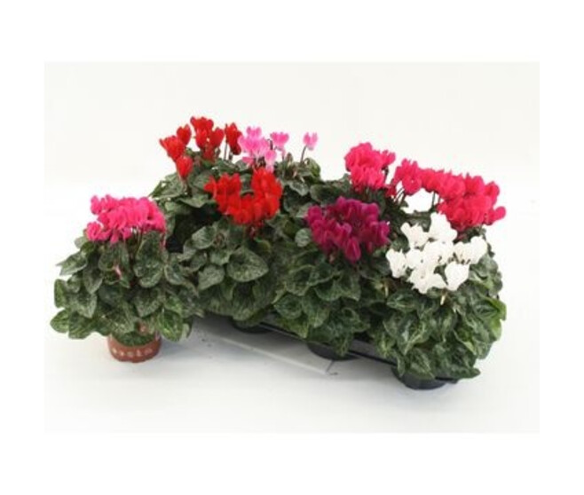 CYCLAMEN MINI