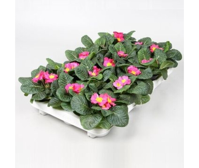 PRIMEVERE ACAULIS ROSE