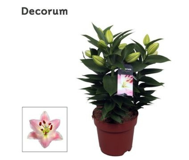 LILIUM ORIENTAL ROSE 3PP