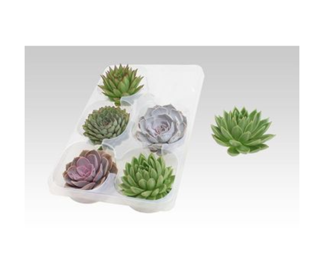 ECHEVERIA COUPE