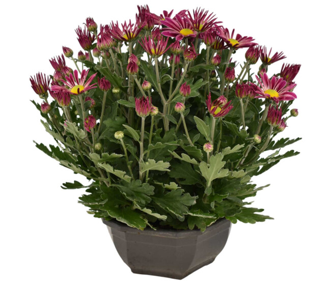 MARGUERITE D AUTOMNE COUPE GRISE